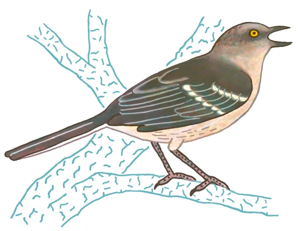 Northern Mockingbird