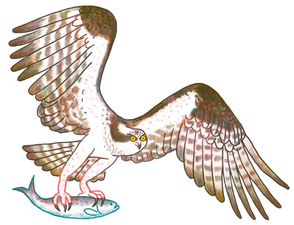 Osprey