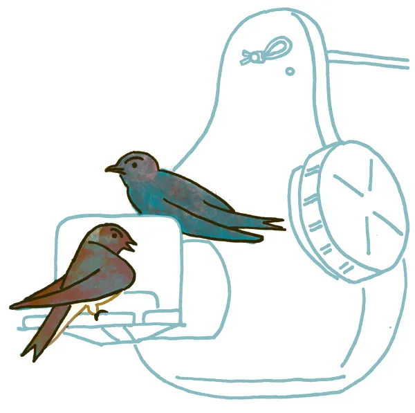 Purple Martin