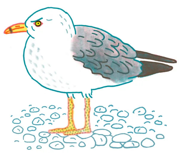 Ring-billed Gull