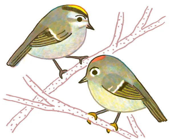 Ruby-crowned Kinglet