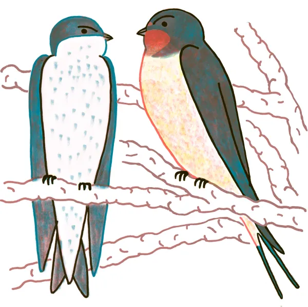 Tree Swallow