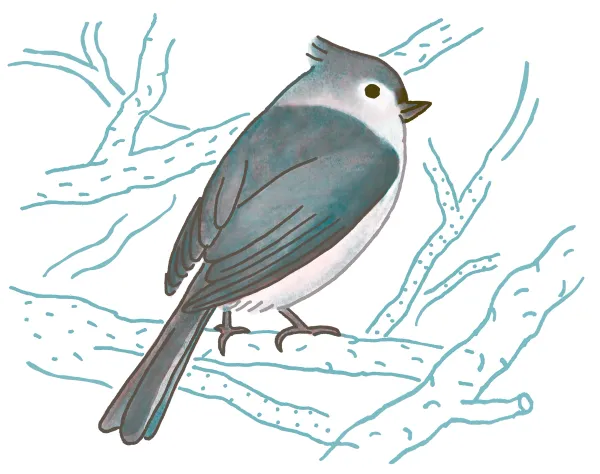 Tufted Titmouse