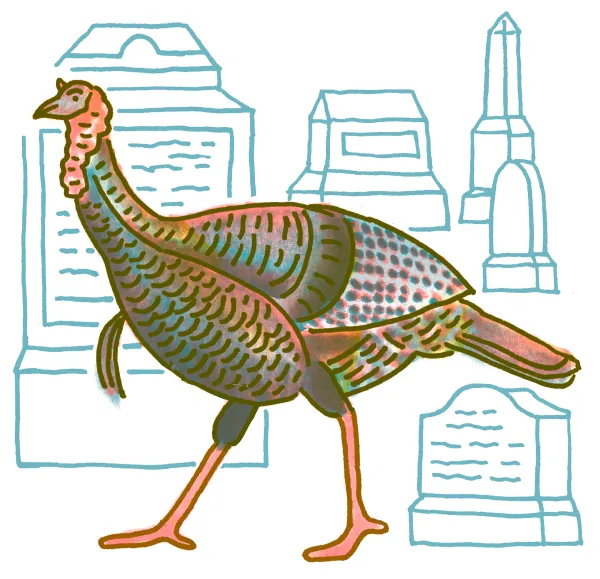 Wild Turkey
