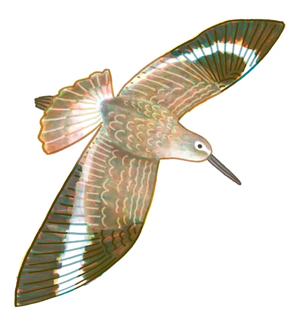 Willet